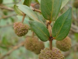 Cephalanthus natalensis leaves